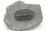 Phacopid (Adrisiops) Trilobite - Jbel Oudriss, Morocco #222396-3